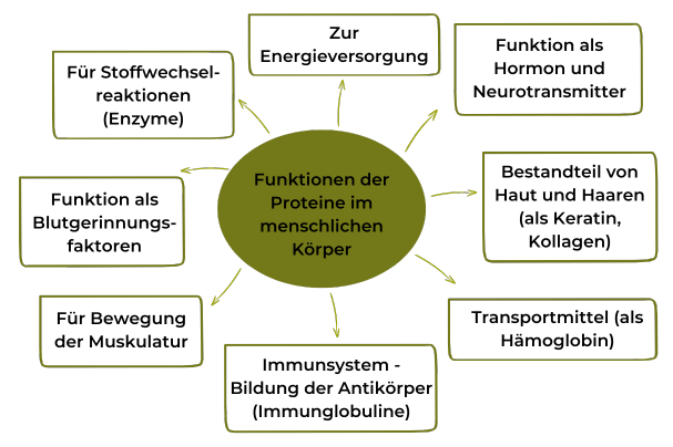 Funktionen von Proteinen im menschlichen Körper - Grafik